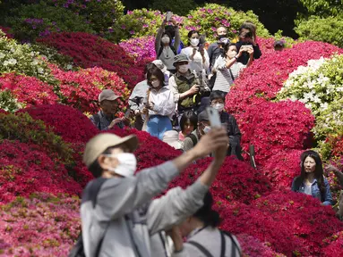 Pengunjung berjalan melewati bunga azalea di Kuil Nezu Shrine pada hari musim semi yang sejuk di Tokyo, Selasa, 11 April 2023. (AP Photo/Eugene Hoshiko)