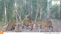 1,5 Tahun Berlalu, Induk Harimau Sumatera Kembali Terekam Bareng 3 Anaknya