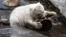 Bayi beruang kutub bermain dengan sepotong kayu saat dipamerkan di Kebun Binatang Tierpark, Berlin, Jerman, Jumat (15/3). Bayi beruang kutub tersebut meninggalkan sarang pembiakan untuk pertama kalinya. (John MACDOUGALL/AFP)