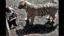 Seorang pria diterkam macan putih hingga tewas di Kebun Binatang New Delhi, India, Rabu (24/9/14). (Dailymail)