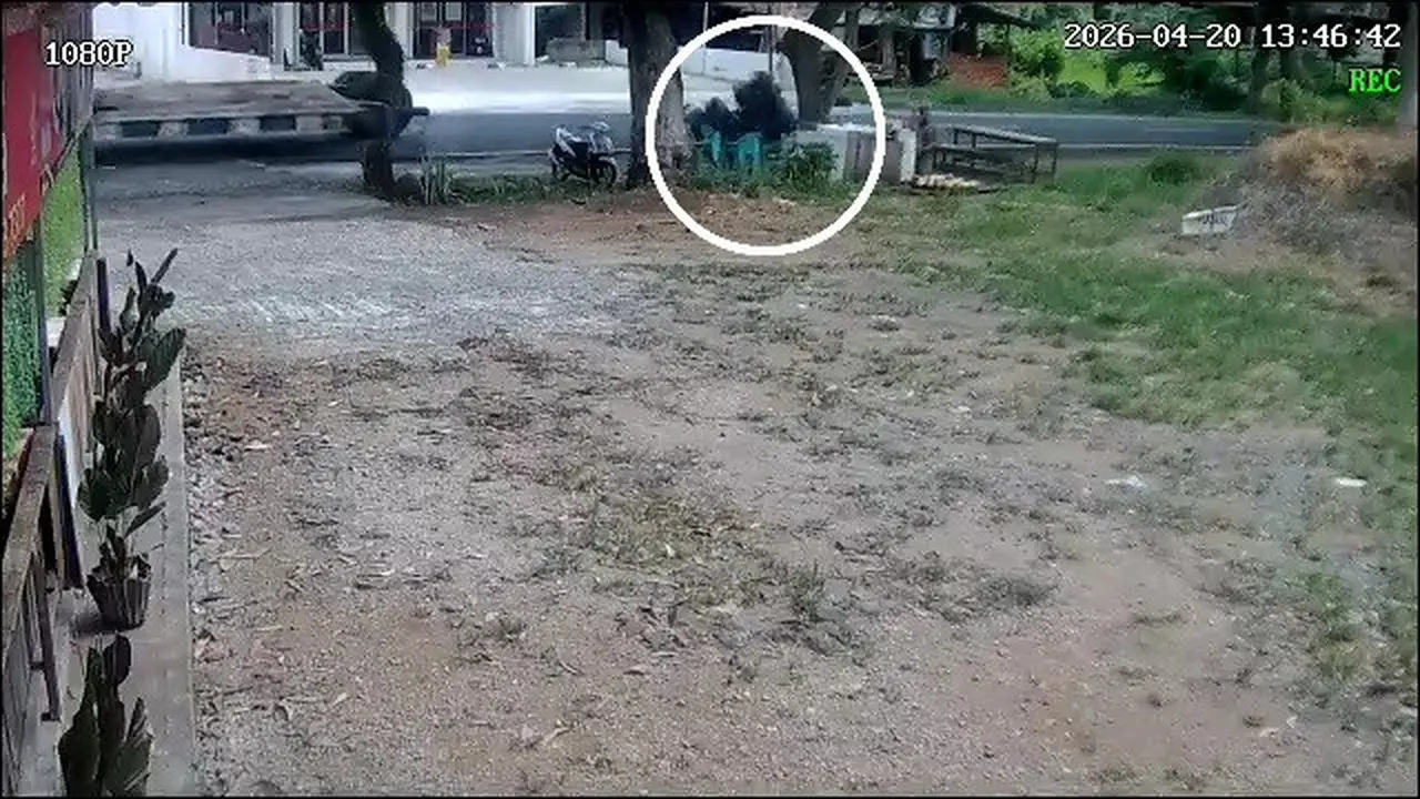 Viral Detik-detik Ban Truk Fuso Terlepas, Hantam Pemotor yang Sedang Beli Es di Lampung Selatan