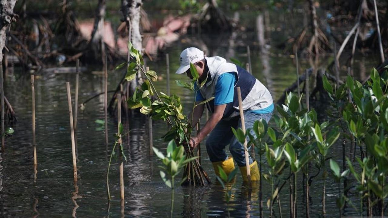 Target 100 Ribu Bibit: Pemkab Batang Gencarkan Penanaman Mangrove untuk Cegah Abrasi Parah