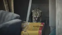 Video Macan Terkam Orang di Gunung Papandayan Ternyata Hoaks, Simak Faktanya