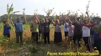Panen Kedelai di Bulak Beji Patuk Kabupaten Gunungkidul, Daerah Istimewa Yogyakarta.