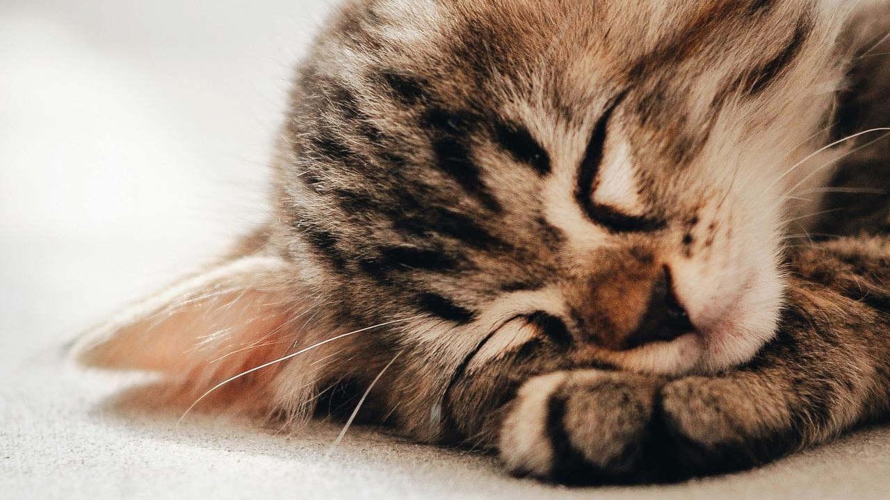 7 Bahaya Bulu Kucing bagi Pernapasan, Cat Lover Wajib Tahu