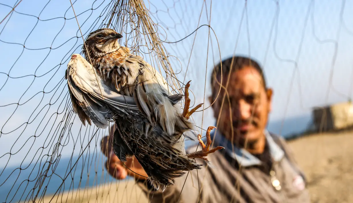 Seorang pria menangkap burung puyuh yang terjerat jaring perangkap di sebuah pantai di Khan Yunis di Jalur Gaza selatan (11/9/2019). Palestina membangun ratusan meter jaring sutra kuning di sepanjang garis pantai di Jalur Gaza untuk memburu burung yang bermigrasi. (AFP Photo/Said Khatib)