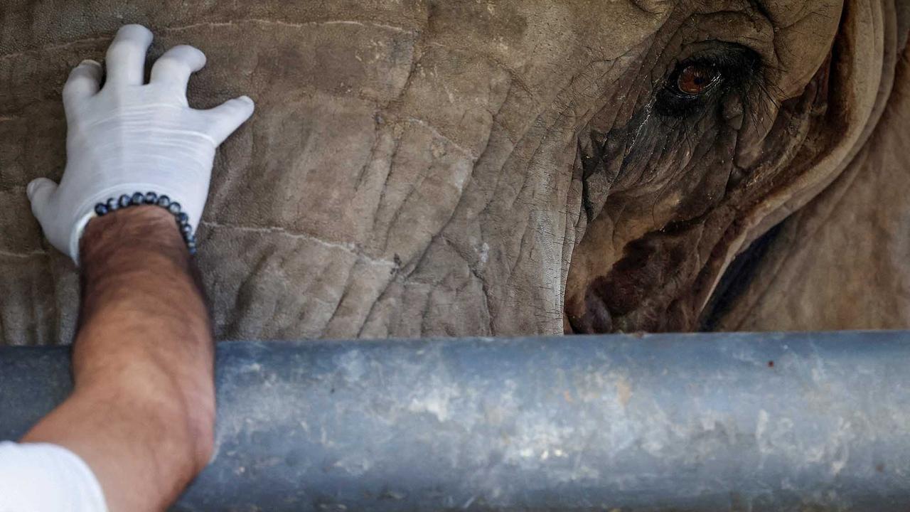 FOTO:  Kisah Pupy Menempuh Jarak 2700 Km untuk Kehidupan Baru di Suaka Gajah Brasil