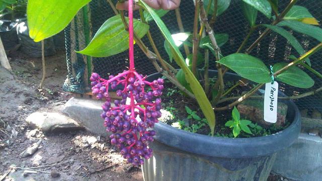 5 Makanan Unik dan Menarik Khas Kudus Jateng