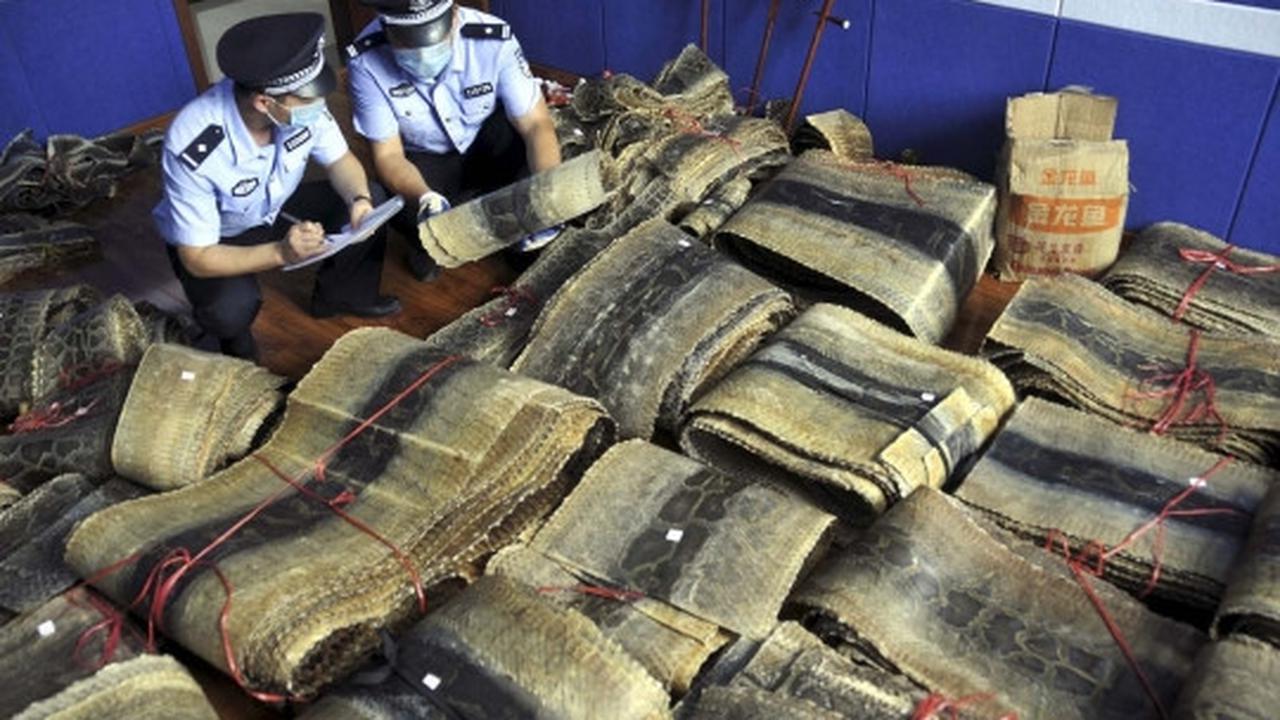 China sita 900 kulit ular piton dari pedagang satwa liar ilegal