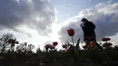 Wanita berjalan di ladang tulip "Tulipani Italiani", yang ditanam pasangan Belanda Edwin Koeman dan Nitsuje Wolanios di Arese, Milan, Italia (15/4/2021). Pasangan ini menanam 250.000 tulip dari 183 varietas yang berbeda untuk menciptakan tradisi Belanda. (AP Photo/Antonio Calanni)
