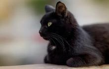 Beruntung Masih Ada Kucing Hitam, Kalau tidak Bisa Bahaya