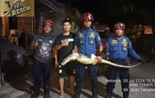 Momen Mendebarkan Petugas Damkar Evakuasi Biawak Sebesar Komodo di Rumah Warga, Ramai Pertanyaan Bayar atau Tidak?