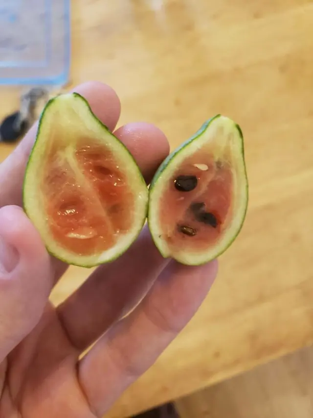 Hasil Berkebun Tak Sesuai Ekspektasi