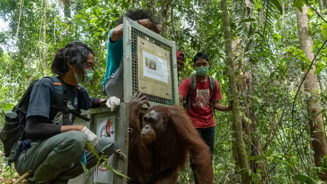 Pelepasliaran lima orangutan sitaan dari pemeliharaan illegal. (Foto: IAR Indonesia)