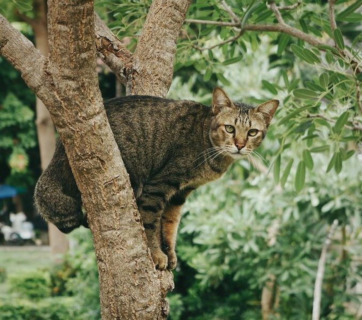 Dalam menghadapi kucing yang hilang, penting untuk tetap tenang, mencari informasi, dan memberikan dukungan pada anak-anak yang mungkin merasa kehilangan teman mereka.