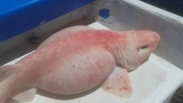 Misterius, Ikan Alien di Lautan Ini Gegerkan Nelayan