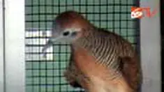 Seorang penggemar burung perkutut di Bangkalan, Jatim, mampu menyalurkan hobi sekaligus mencari uang. Ia sengaja mengawinkan perkutut lokal dengan burung sejenis dari berbagai negara.