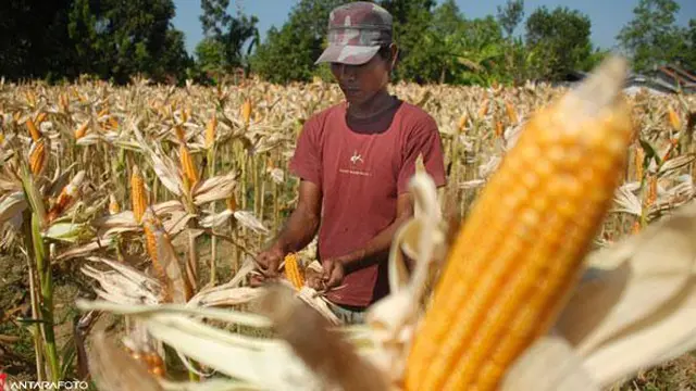 Petani jagung.
