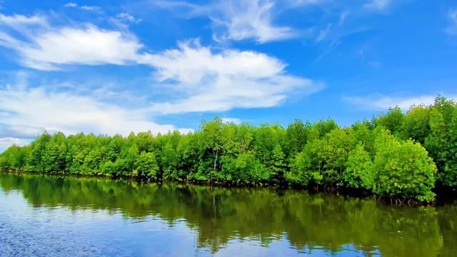Hutan mangrove di sekitar kapung torosiaje (Arfandi Ibrahim/Liputan6.com)