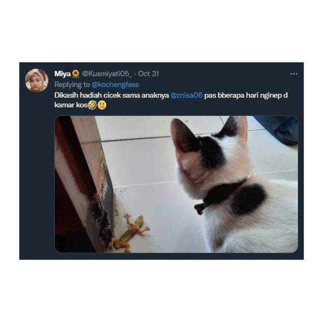 7 Potret Kucing Pulang Ke Rumah Majikan Bawa Oleh-Oleh Ini Bikin Kaget