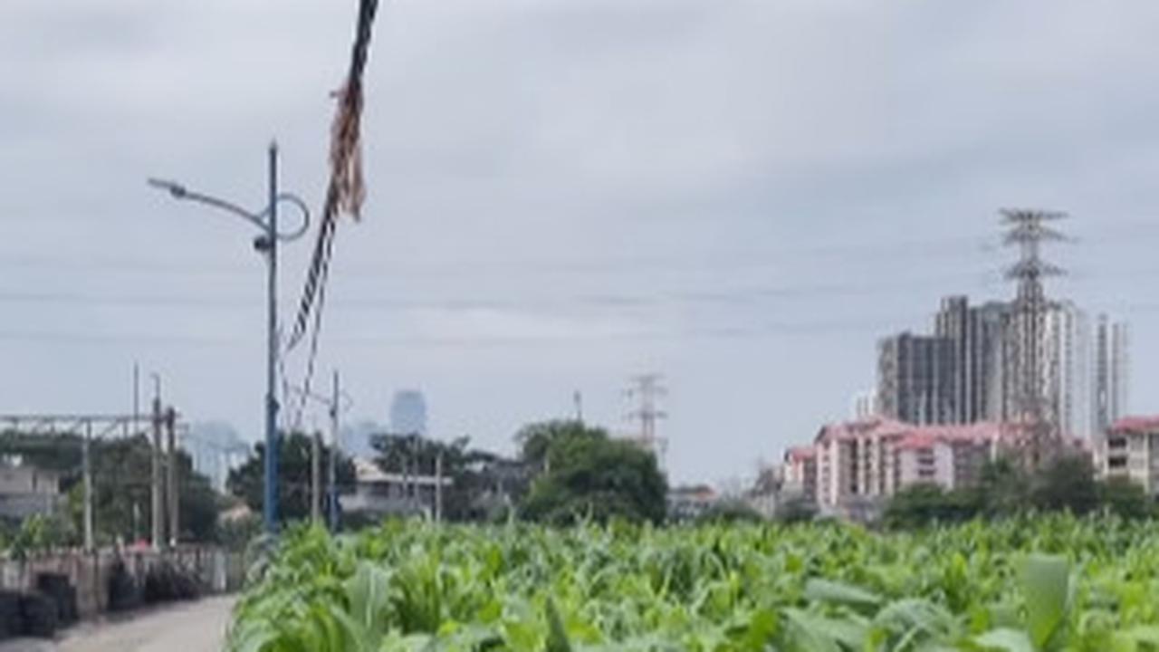 Kebun di Jakarta