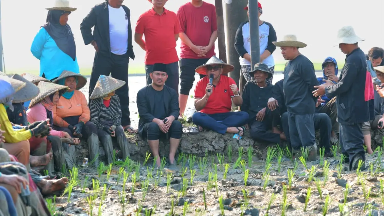 Sekjen PDIP Hasto Kristiyanto Duduk Lesehan di Sawah Bareng Petani