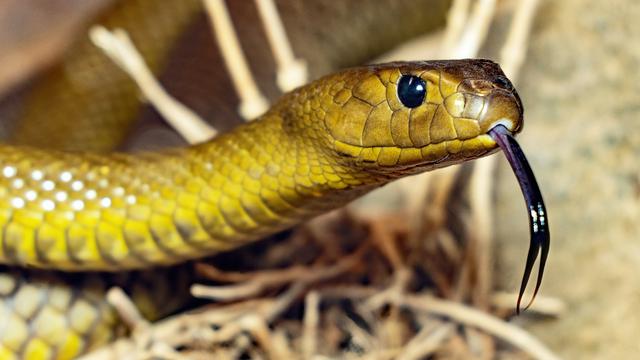 Inland Taipan