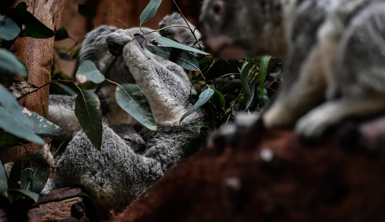 Bayi koala berusia tujuh bulan saat difoto di Kebun Binatang Lisbon, Lisbon, Portugal, 13 Februari 2020. Koala adalah sejenis hewan berkantung berasal dari Australia, memiliki waktu tidur sekitar 18 hingga 20 jam sehari. (PATRICIA DE MELO MOREIRA / AFP)