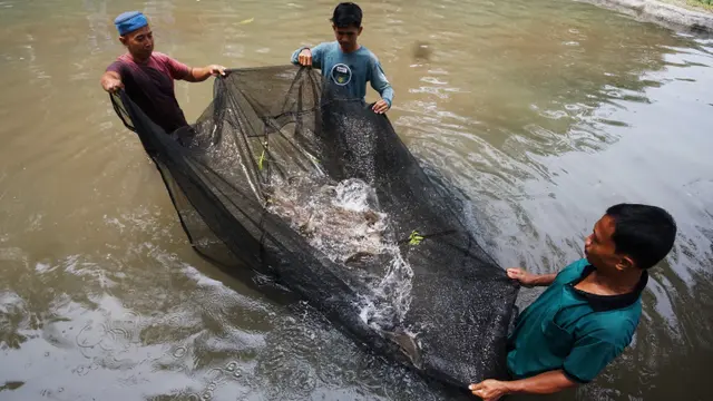Ikan jurung