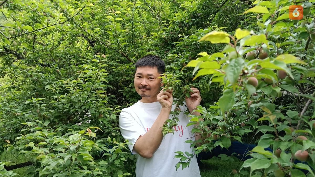 Laporan Liputan6.com dari Wakayama Jepang: Bertandang ke Kebun Plum