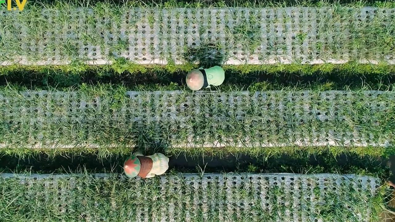 Kehidupan Para Petani Bawang Putih di Jateng, Masih Dikelola Tradisional Demi Hasil Panen Berkualitas