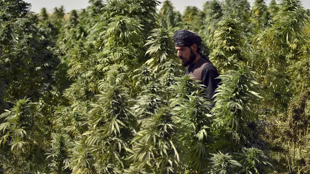 Intip Suasana Perkebunan Ganja di Afghanistan