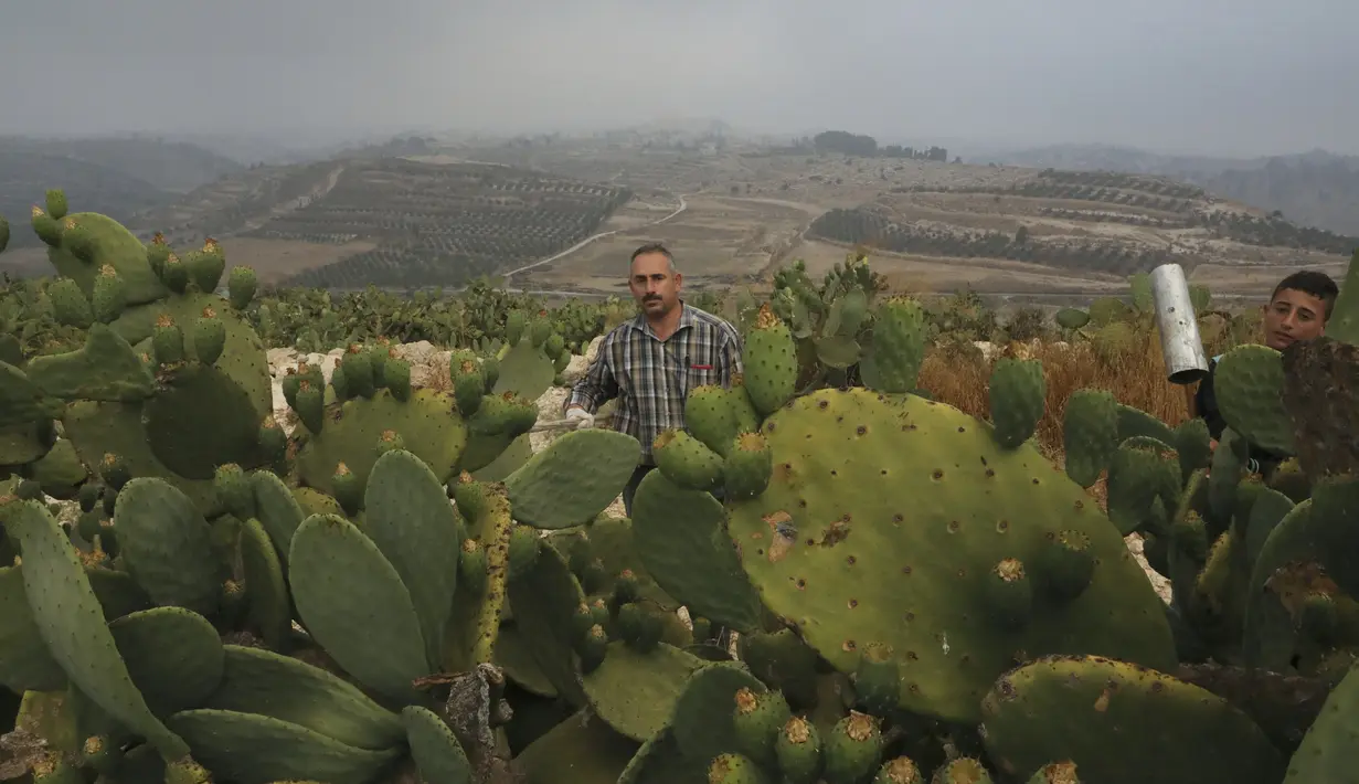 Ayman Ibrewish mengumpulkan buah pir berduri dari ladangnya di Desa al-Simiya, dekat Kota Hebron, Tepi Barat, Palestina, Selasa (4/8/2020). (HAZEM BADER/AFP)