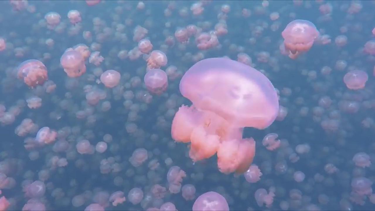 Pemandangan Indah Danau Ubur-Ubur