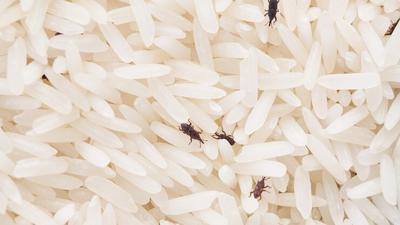 Cara Membersihkan Beras yang Sudah Berkutu agar Tetap Aman untuk Dikonsumsi