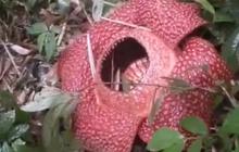 Fenomena Langka: Mekar Sempurna Rafflesia Arnoldii Kembali Hiasi Rejang Lebong