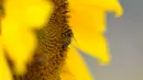 Seekor lebah berada di ladang bunga matahari di Paju, Korea Selatan, Kamis (1/7/2021). Ratusan bunga matahari mekar di sebuah taman di Paju, Korea Selatan. Warga pun menikmati keindahannya. (AP Photo/Lee Jin-man)