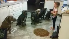 Seorang gadis kecil memiliki nyali yang luar biasa ketika ditugaskan memberi makan kepada sekelompok anjing jenis pit bulldog.