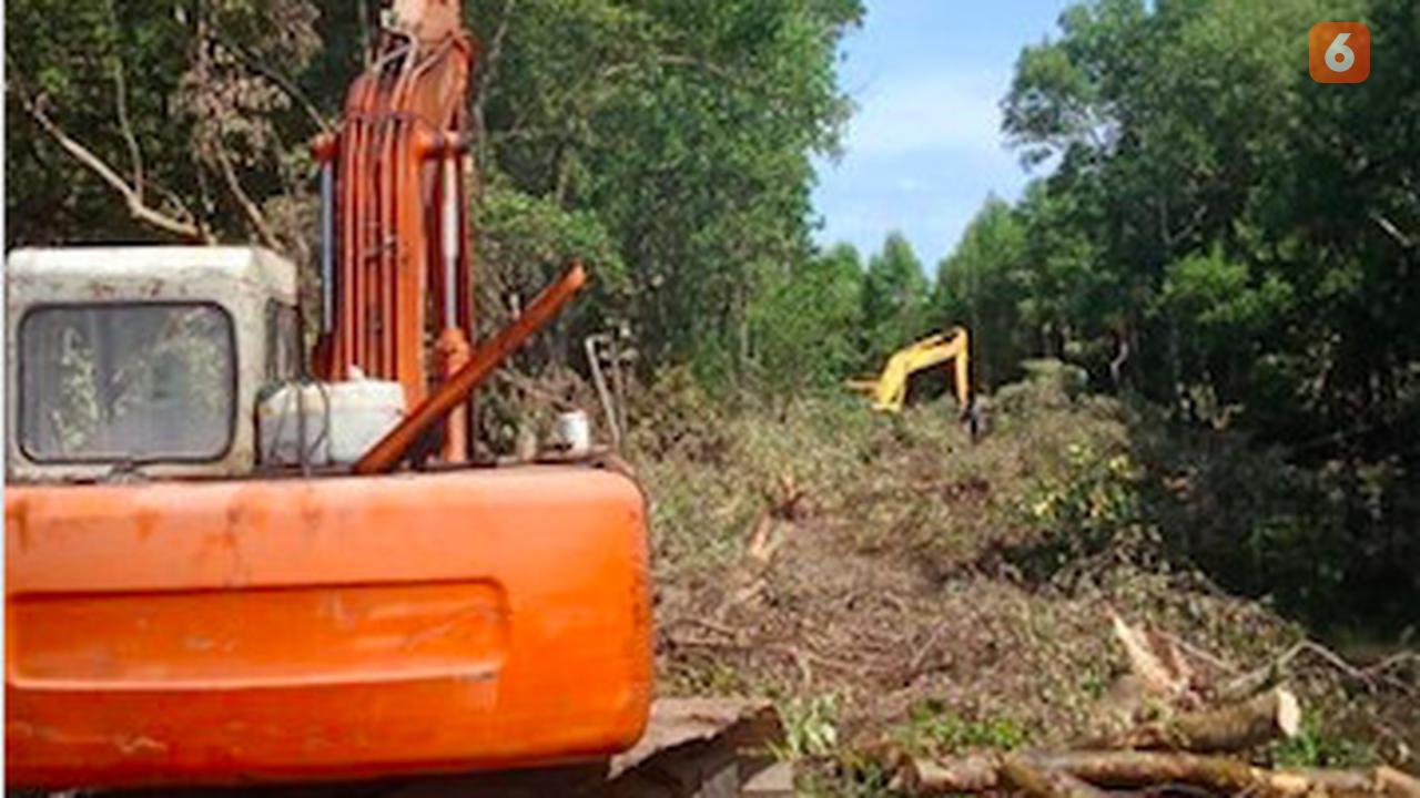 Pembalakan liar hutan mangrove Lantebung (Istimewa)