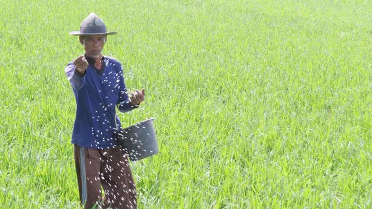 Canggih, Kini Ada Inovasi Tingkatkan Produktivitas Padi & Produksi Pupuk Dipantau Pakai Kecerdasan Buatan