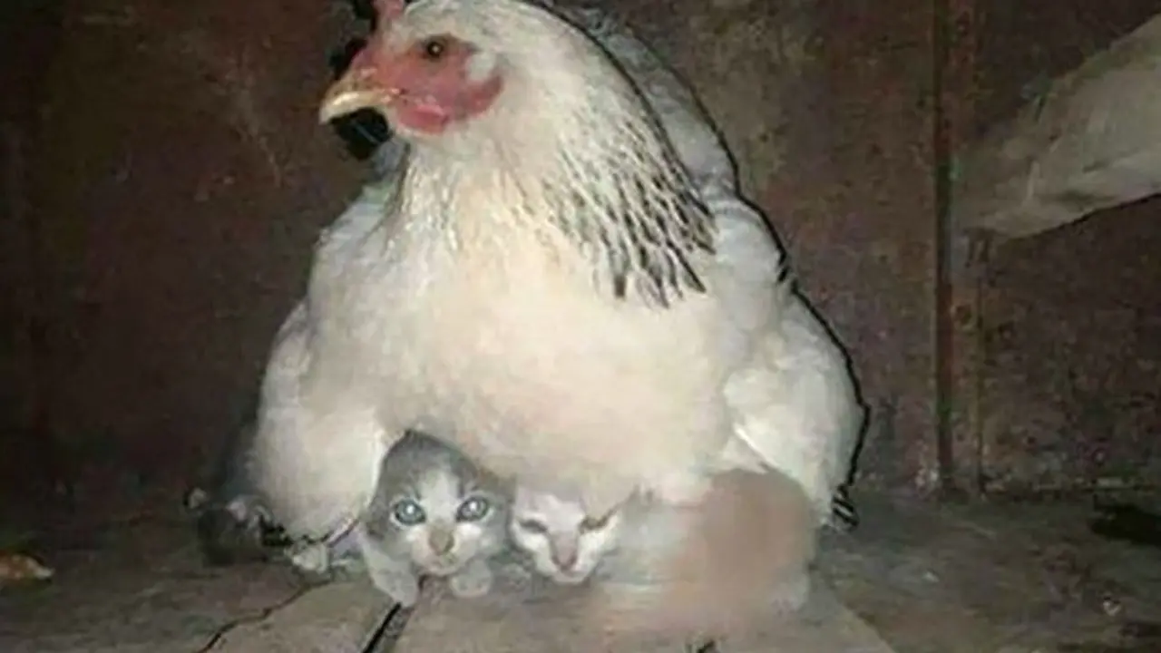 10 Potret Menggemaskan Kucing Tidur di Tempat Tak Biasa