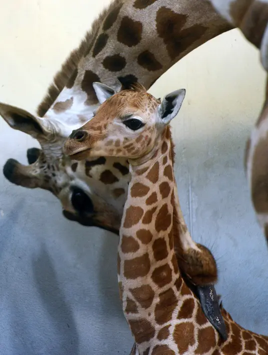 Bayi jerapah Rothschild berusia 5 hari terlihat di antara jerapah dewasa di kebun binatang di Praha, Selasa (29/1). Jerapah jenis ini hidup di dua negara bagian Afrika, yaitu Kenya dan Uganda, dan sebagian besar hidup di Kenya. (by Michal Cizek / AFP)