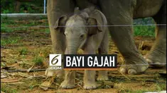 BKSDA Aceh menyatakan seekor gajah di Conservation Response Unit Alue Kuyun, Kabupaten Aceh Barat, melahirkan bayi berjenis kelamin betina. Para pawang gajah memberi nama Yuyun.