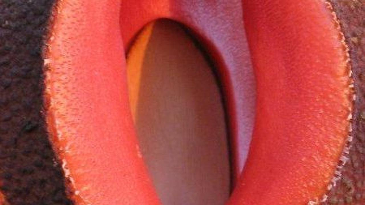 Hydnora Africana