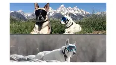 Setelah diciptakan kostum stylish and lucu, kini anjing kian tampil modis dengan aksesori tambahan. Sebab kini tren kacamata hitam dan goggles khusus anjing yang terlihat keren saat dikenakan, ramai menjadi perbincangan.