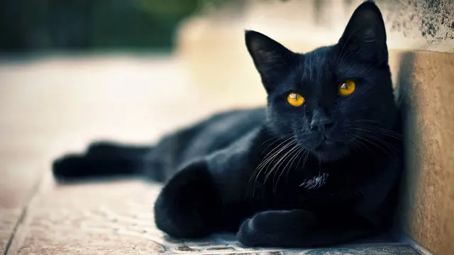 [Bintang] Mengulik Fakta Mengenai Kucing Hitam