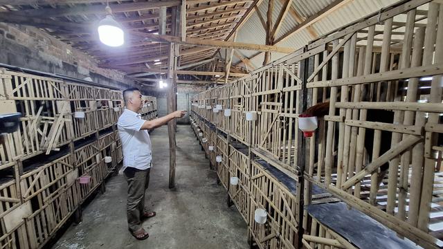 Sebulan Bisa Terjual 50 Ekor