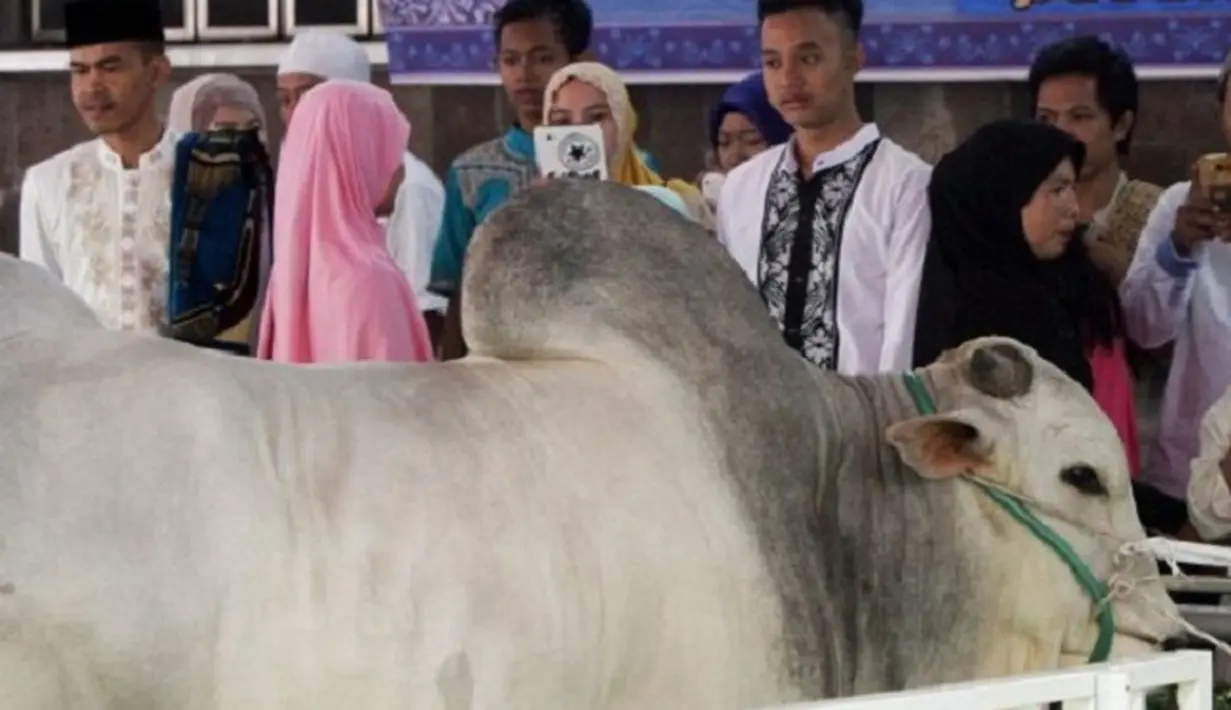 Kecuali untuk pengungsi Sinabung Presiden Jokowi kurban sapi dua ekor seberat 1 Ton. (Via Twitter/@Alfianzaenal)