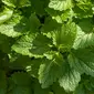 Ilustrasi Lemon Balm (pixabay.com)