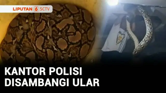 VIDEO: Ular Piton Sepanjang 5 Meter 'Datangi' Kantor Polisi, Evakuasi Menegangkan